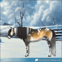 Horse Color:White Spotted Buckskin Onyx 