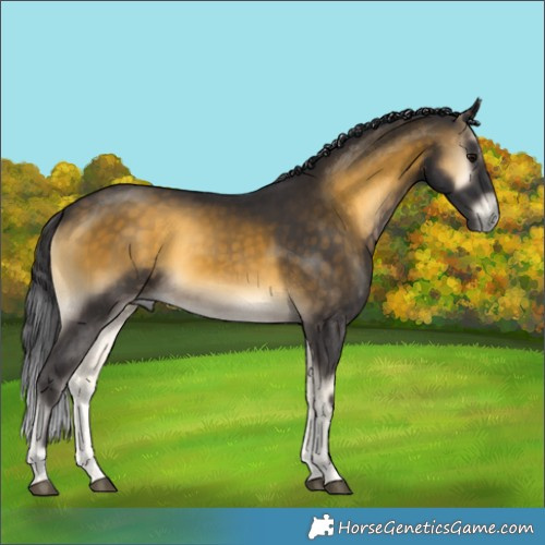 Horse Color:Buckskin Onyx 