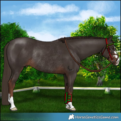 Horse Color:Liver Chestnut Rabicano