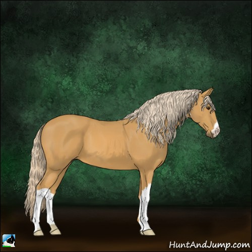 Horse Color:Palomino