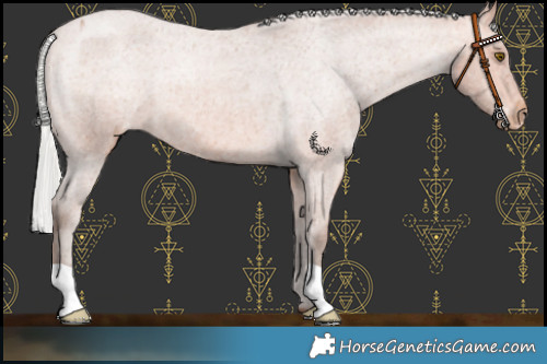 Horse Color:Silver Bay Roan Appaloosa