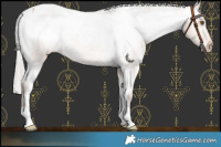 Horse Color:Silver Bay Roan Appaloosa 