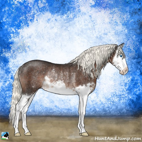 Horse Color:Liver Chestnut Mushroom Splash Rabicano 