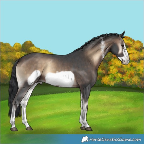 Horse Color:Brown Onyx Sabino Frame 
