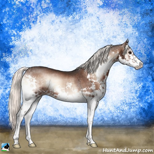 Horse Color:Liver Red Onyx Mushroom Splash Rabicano 