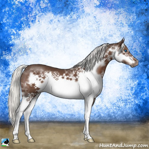 Horse Color:Liver Chestnut Mushroom Splash Frame 