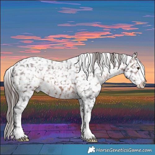 Horse Color:Brown Appaloosa 