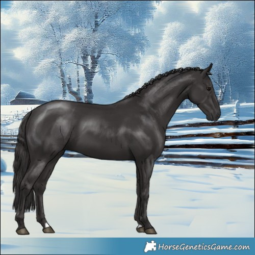 Horse Color:Smoky Black 