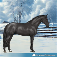 Horse Color:Smoky Black 