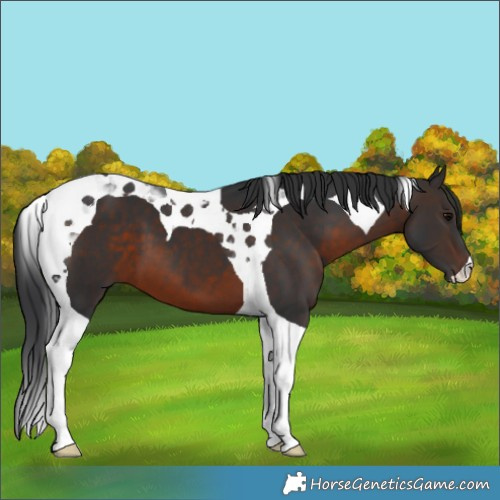 Horse Color:Brown Tobiano 