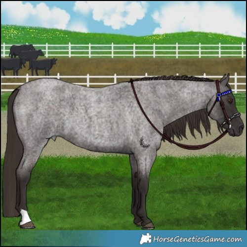 Horse Color:Liver Red Roan 