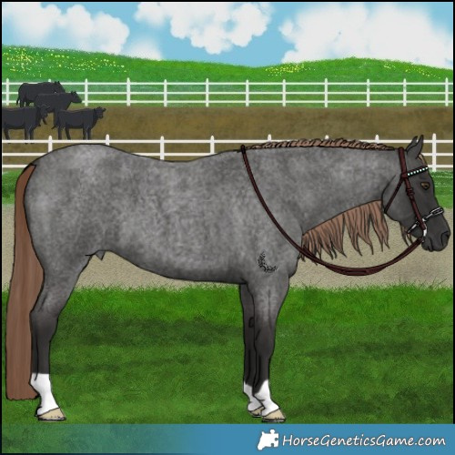 Horse Color:Liver Red Roan 