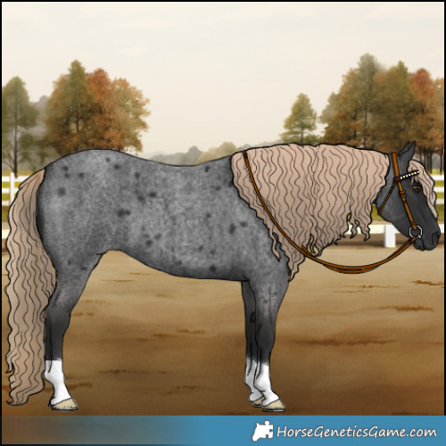 Horse Color:Liver Red Roan 