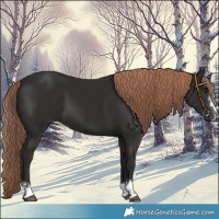 Horse Color:Liver Chestnut 