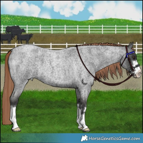 Horse Color:Liver Red Roan 
