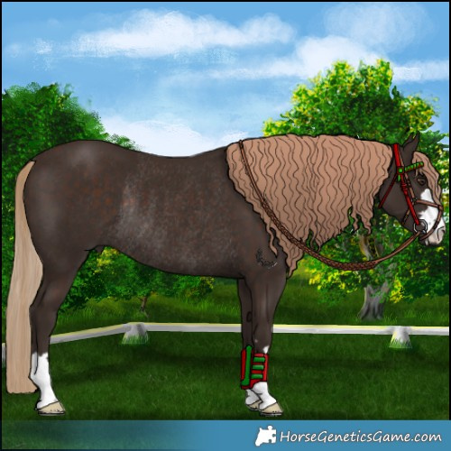 Horse Color:Liver Chestnut Rabicano 