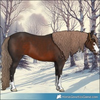 Horse Color:Liver Chestnut 