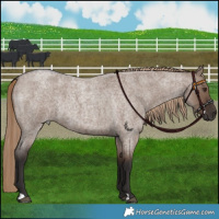 Horse Color:Liver Red Dun Roan Rabicano