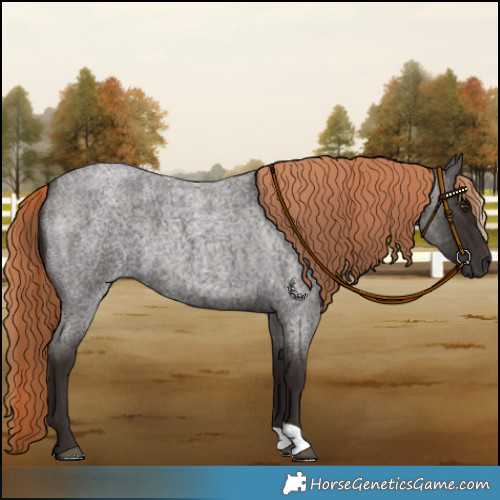 Horse Color:Liver Red Roan