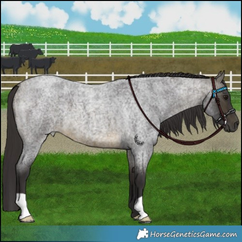 Horse Color:Buckskin Roan 