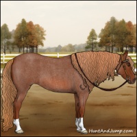 Horse Color:Red Roan 