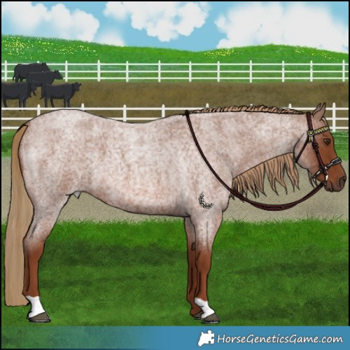 Horse Color:Red Roan 