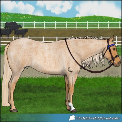 Horse Color:Palomino Roan 
