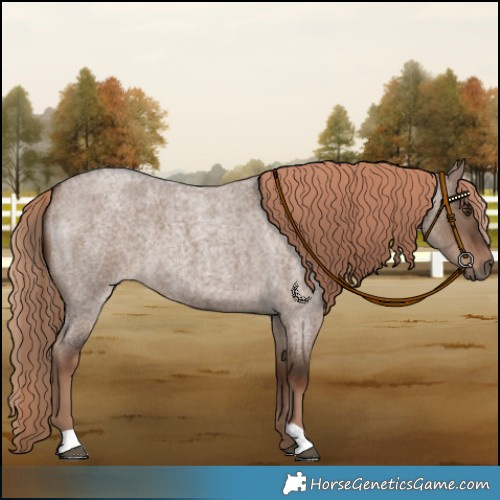 Horse Color:Liver Red Dun Roan
