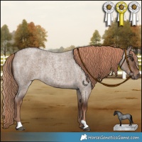 Horse Color:Liver Red Dun Roan 