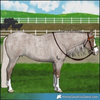 Horse Color:Silver Blue Roan 
