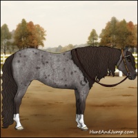 Horse Color:Liver Red Roan 
