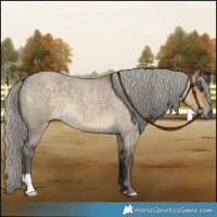 Horse Color:Silver Smoky Grullo Roan 