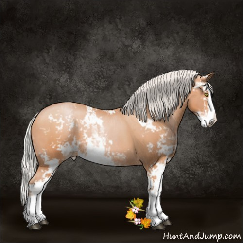 Horse Color:Silver Brown Pearl Sabino Rabicano 