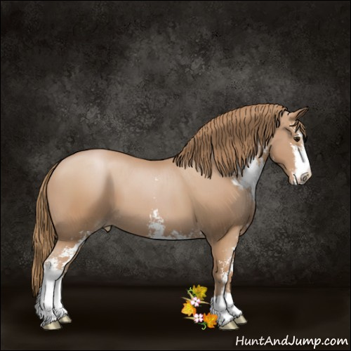 Horse Color:Black Pearl Sabino 