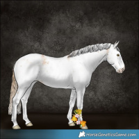 Horse Color:Bay Pearl Sabino 