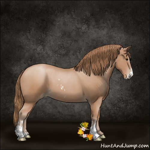 Horse Color:Black Pearl Sabino 