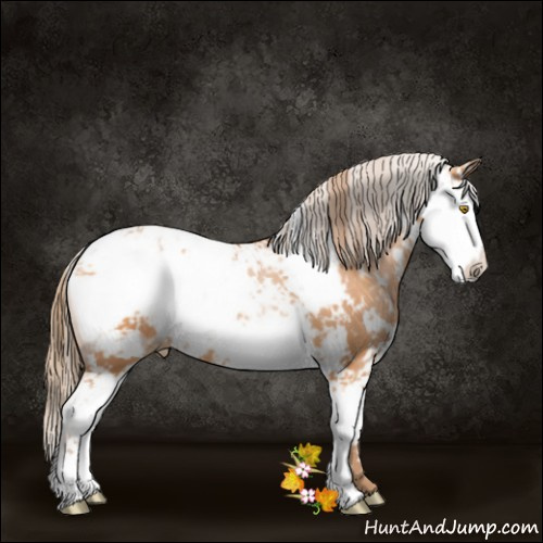 Horse Color:Bay Pearl Sabino 