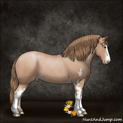 Horse Color:Black Pearl Sabino 