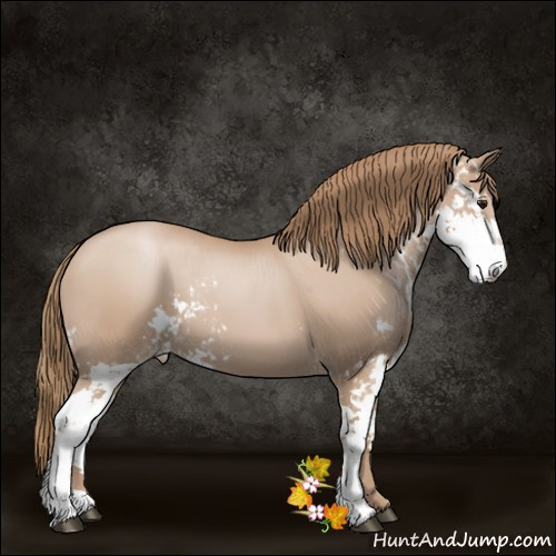 Horse Color:Black Pearl Sabino 