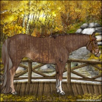 Horse Color:Chocolate Palomino and Liver Chestnut
