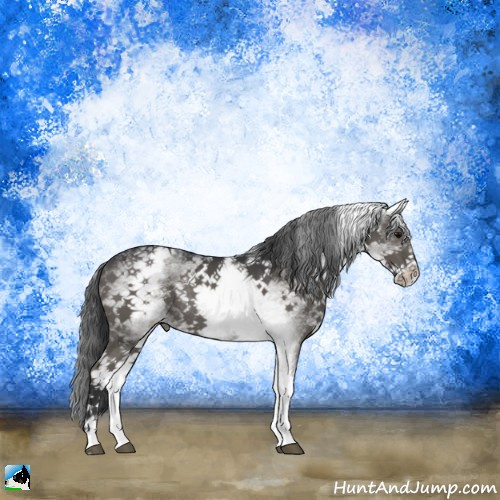 Horse Color:White Spotted Black Rabicano 