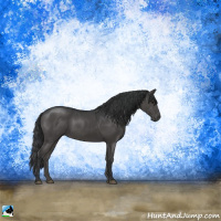 Horse Color:Black Sabino Rabicano