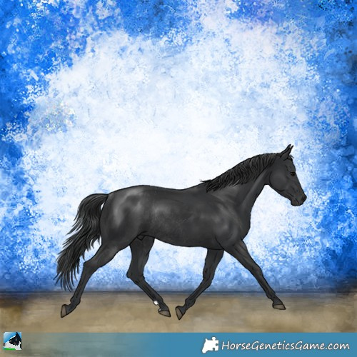 Horse Color:Black Mushroom Rabicano 