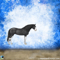 Horse Color:Black Sabino Splash Rabicano 