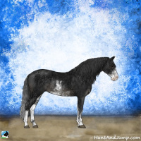 Horse Color:Black Ice Sabino Rabicano 