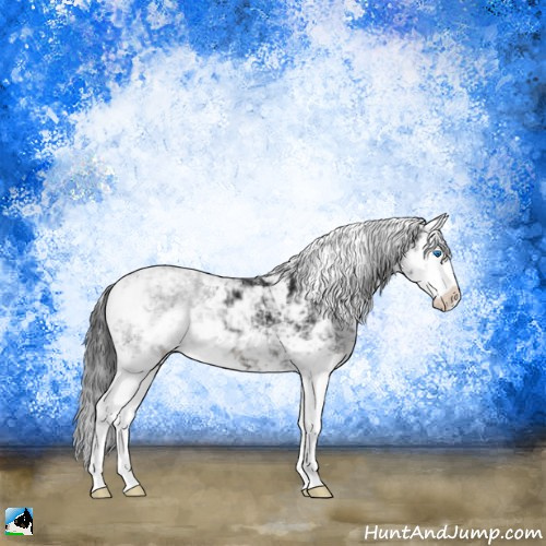 Horse Color:Black Ice Sabino Splash 