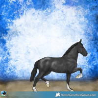 Horse Color:Black Rabicano 