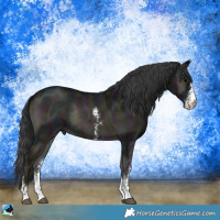 Horse Color:Midnight Blue Onyx Sabino Rabicano 
