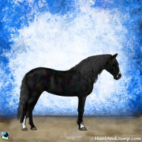 Horse Color:Midnight Black Ice Sabino 