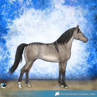 Horse Color:Brown Dun 